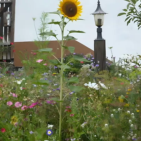 Blumenwiese