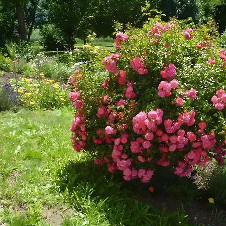 Blumenwiese *